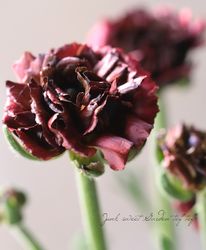 ��ʥ󥭥�饹���إ��������ѡ��ץ�� ��O�ۥ�����