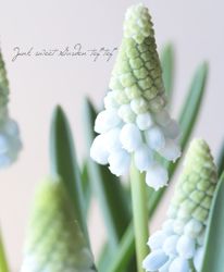 ���ڵ庬��ʪ�� �ॹ���� �إ٥��ӡ����֥쥹��