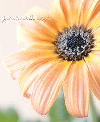 �ɺ��������ȥ������ޥ��å��ʥޥ����å��˥��꡼�� �إե�ߥ󥴡�