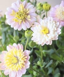 ���֥餵��Υ����ƥ����ڥ�ޥࡡ�ؤ���ʡ�