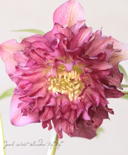 下原園芸・クリスマスローズ 『超多弁ダブル』 2026【No.13】 | すべて