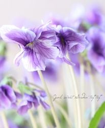 Flower Species,スミレ | Junk sweet Garden tef*tef*