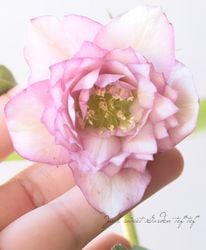 2026��No.15�۲�����ݡ����ꥹ�ޥ�����������¿�ۥ��֥�� �ں餭�ʤ߲���30��off��