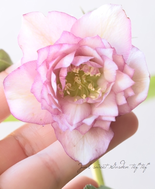 下原園芸・クリスマスローズ 『多弁ダブル』 2026【No.15】 | すべての