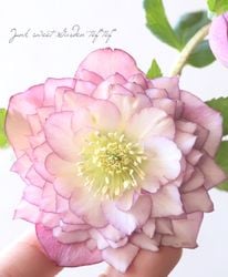 Flower Species,クリスマスローズ | Junk sweet Garden tef*tef*