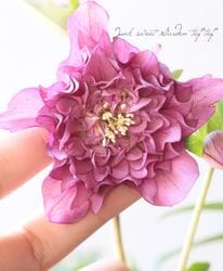 2026��No.18�۲�����ݡ����ꥹ�ޥ�����������¿�ۥ��֥�� �ں餭�ʤ߲���30��off��