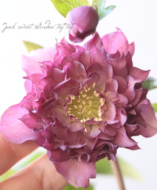 下原園芸・クリスマスローズ 『超多弁ダブル』 2026【No.19】 | Flower