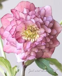 Flower Species,クリスマスローズ | Junk sweet Garden tef*tef*