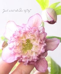 Flower Species,クリスマスローズ | Junk sweet Garden tef*tef*