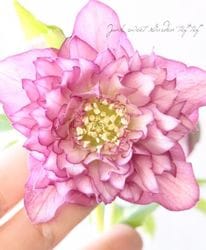 Flower Species,クリスマスローズ | Junk sweet Garden tef*tef*