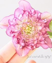 Flower Species,クリスマスローズ | Junk sweet Garden tef*tef*