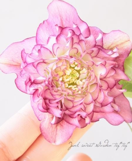 下原園芸・クリスマスローズ 『超多弁ダブルフリル』 2026【No.24