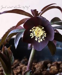 ������Ƿ�ᡦ���ꥹ�ޥ������� �ظ��異�ȥ���٥���ȴ�� 