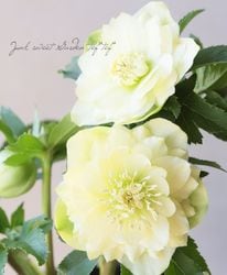 Flower Species,クリスマスローズ | Junk sweet Garden tef*tef*