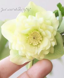 Flower Species,クリスマスローズ | Junk sweet Garden tef*tef*