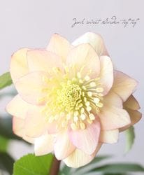 ������Ƿ�ᡦ���ꥹ�ޥ������� �إ��ץꥳ�åȡ����åץ��Fairis Dreams�ˡ�2026��No.10��