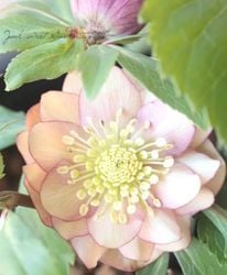 ������Ƿ�ᡦ���ꥹ�ޥ������� �إ��ץꥳ�åȡ����åץ��Fairis Dreams�ˡ�2026��No.11��