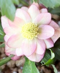 ������Ƿ�ᡦ���ꥹ�ޥ������� �إ����������ץꥳ�åȡ����åץ��Fairis Dreams��