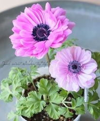 Ȭ�ź餭���ͥ�͡��إե��� ��C�����ס�