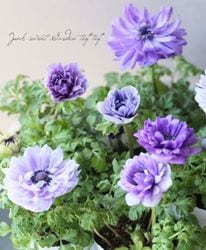 Ȭ�ź餭���ͥ�͡��إե��� ��D�����ס�