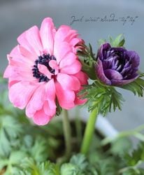 Ȭ�ź餭���ͥ�͡��إե��� 2���餭��F�����ס�