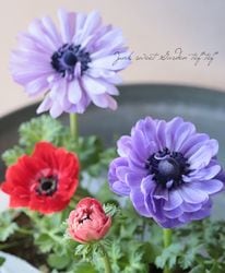 Flower Species,アネモネ・秋明菊 | Junk sweet Garden tef*tef*