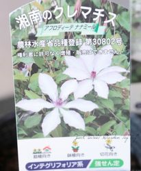 ����ޥ���������ƥ���ե��ꥢ�� �إ��ե��ǥ����ơ��ʥʥߡ����