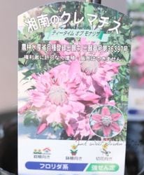 Ȭ�ź餭����ޥ������ե������ �إƥ��������ࡦ���֡���ʥꥶ��