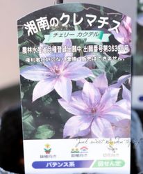 ����ޥ������ѥƥ󥹷� �إ����꡼�����ƥ��