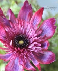 Ȭ�ź餭���ͥ�͡��ե��ͥ⥹ �إ��֥�롼�����  ���Ѥ��餭��