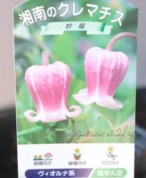 花苗,クレマチス | Junk sweet Garden tef*tef*