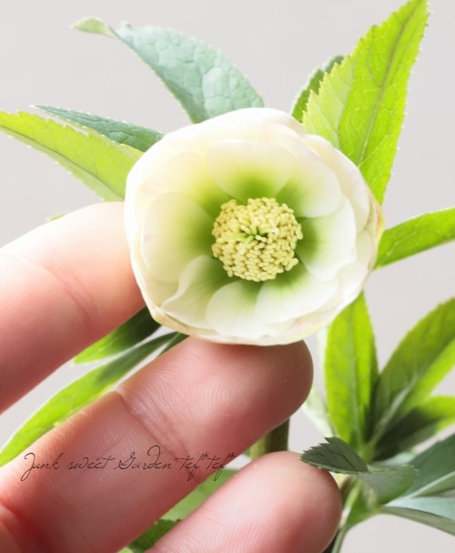 大和園】 クリスマスローズ 『ホワイトダブルカップ咲き』 2026【J