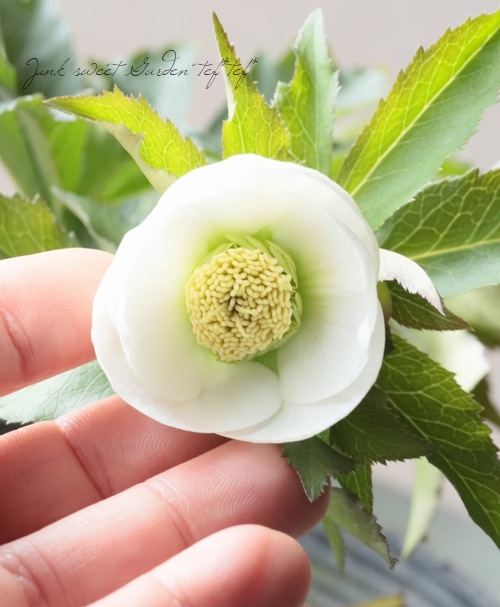 大和園】 クリスマスローズ 『ホワイトカップ咲き』 2026【K