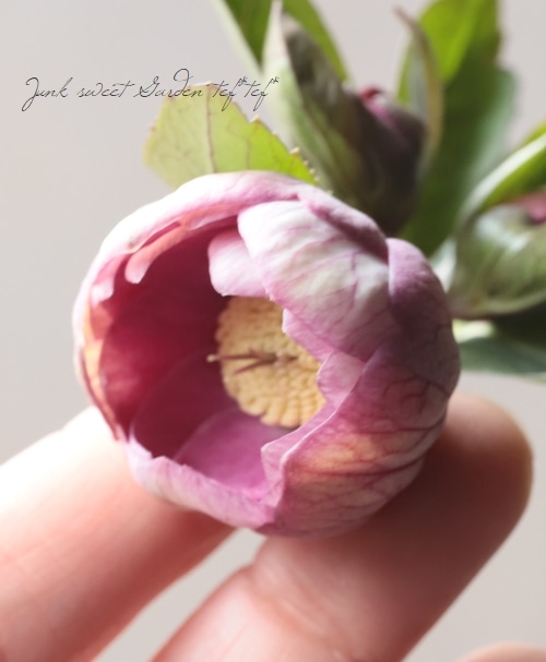 大和園】 クリスマスローズ 『ダブルピンクカップ咲き』 2026【M