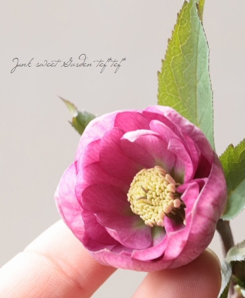 大和園】 クリスマスローズ 『ダブルピンクカップ咲き』 2026【N