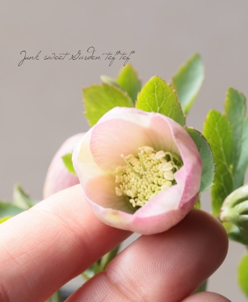 大和園】 クリスマスローズ 『小輪ピンクカップ咲き』 2026【O