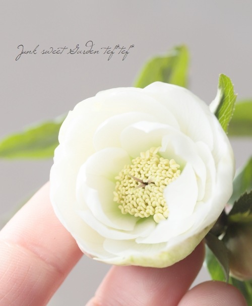 大和園】 クリスマスローズ 『ホワイトダブルカップ咲き』 2026【Q