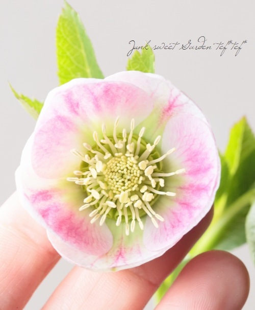 大和園】 クリスマスローズ 『パステリッシュストレイン』 2026【U