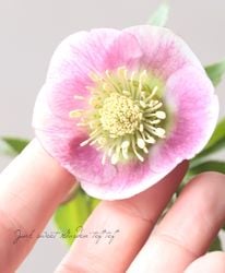 �����±�� ���ꥹ�ޥ����������إѥ��ƥ�å��她�ȥ쥤��١�2026��V��