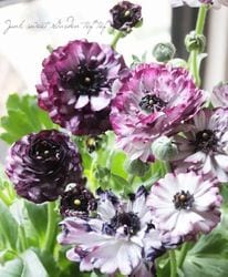 ��ʥ󥭥�饹���إ��������ѡ��ץ�� ��A�ۥ�����