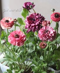 ��ʥ󥭥�饹���إ��������ѡ��ץ�� ��B�ۥ�����