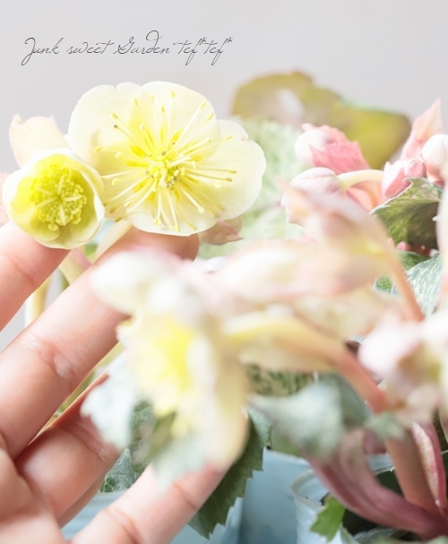 松村ナーセリー・カラーリーフのクリスマスローズ 『ステルニー