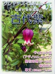 �۷�����ޥ�������������ʷϡ��ظ���� -��������饵��-�١����޺餭