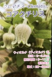 �۷�����ޥ�������������ʷϡ��إ��������ꥹ�١����޺餭