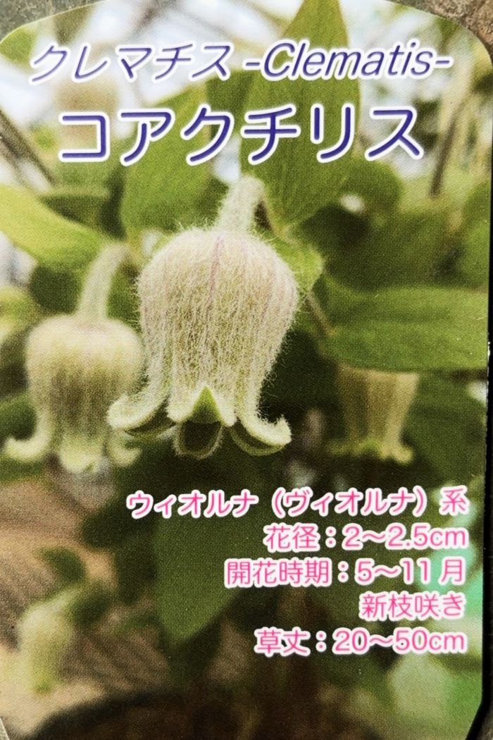 壷型クレマチス・ヴィオルナ系 『コアクチリス』 新枝咲き | すべての