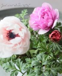 Ȭ�ź餭���ͥ�͡��إե��� 2���餭��H�����ס�