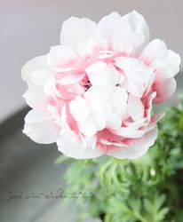 Ȭ�ź餭���ͥ�͡��إե��� ��I�����ס�