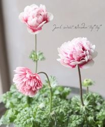 Ȭ�ź餭���ͥ�͡��إ��󥢥ꥹ�١�F�����ס�