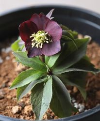 2026��No.25�ۻ�����Ƿ�ᡦ���ꥹ�ޥ������� �ظ��異�ȥ���٥���ȴ�� 