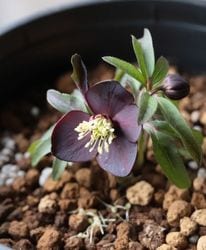 2026��No.26�ۻ�����Ƿ�ᡦ���ꥹ�ޥ������� �ظ��異�ȥ���٥���ȴ�� 